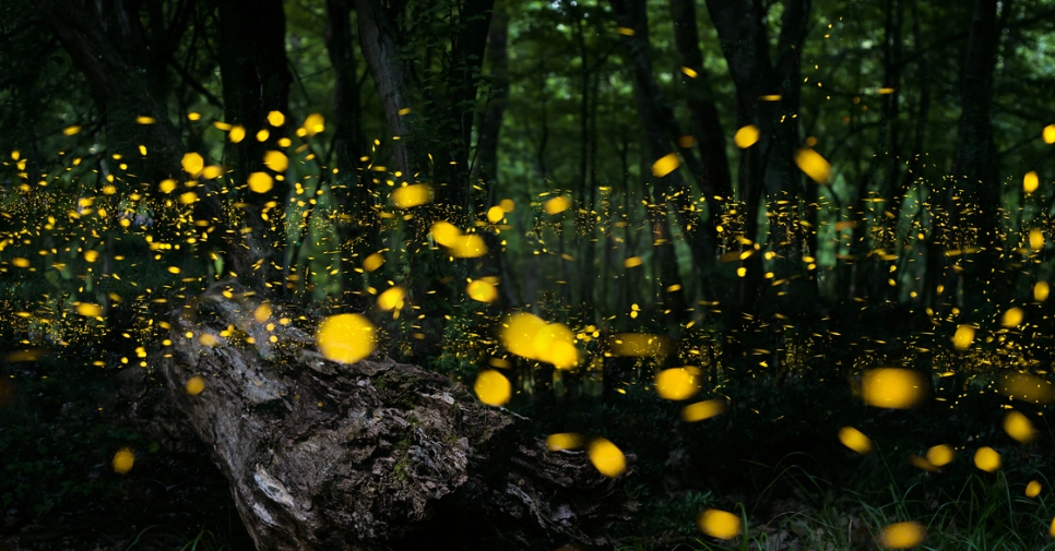 螢火蟲景點 螢火蟲景點