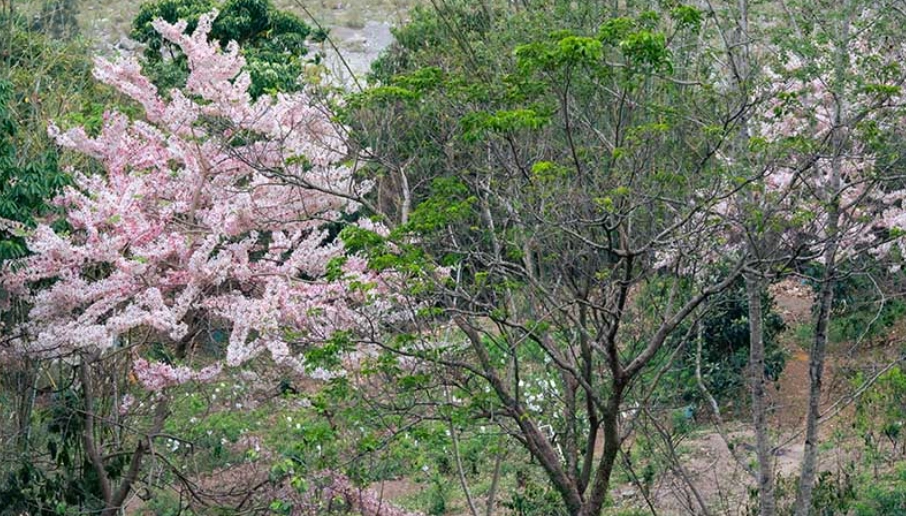 那瑪夏一日遊 那瑪夏一日遊