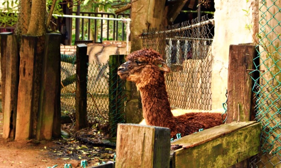 六福村動物體驗