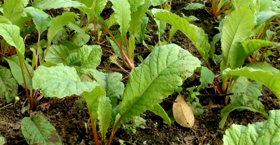 蘿蔔苗營養 蘿蔔苗營養