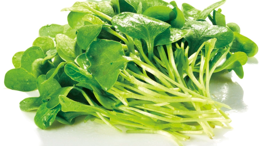 蘿蔔苗怎麼吃 蘿蔔苗怎麼吃