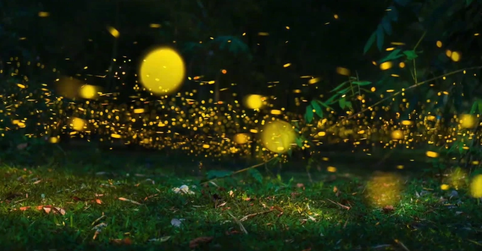 螢火蟲景點 螢火蟲景點