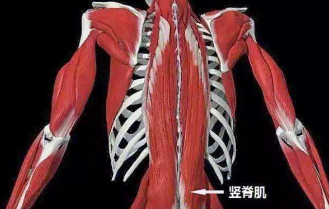 豎脊肌啞鈴訓練