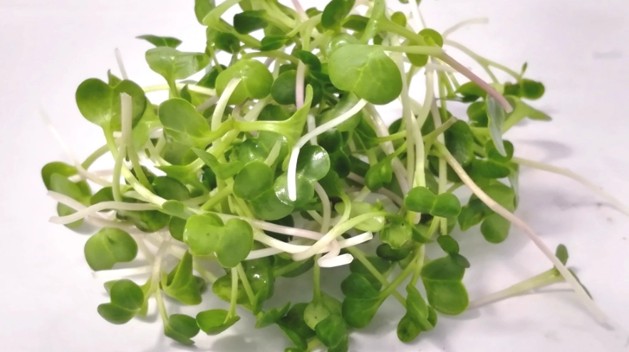 蘿蔔苗營養 蘿蔔苗營養