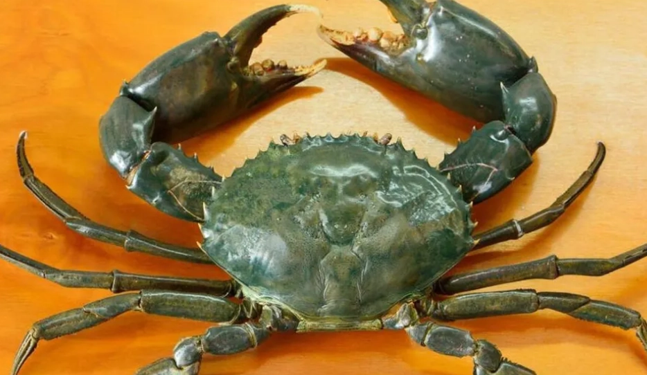 天橋立交通 天橋立交通