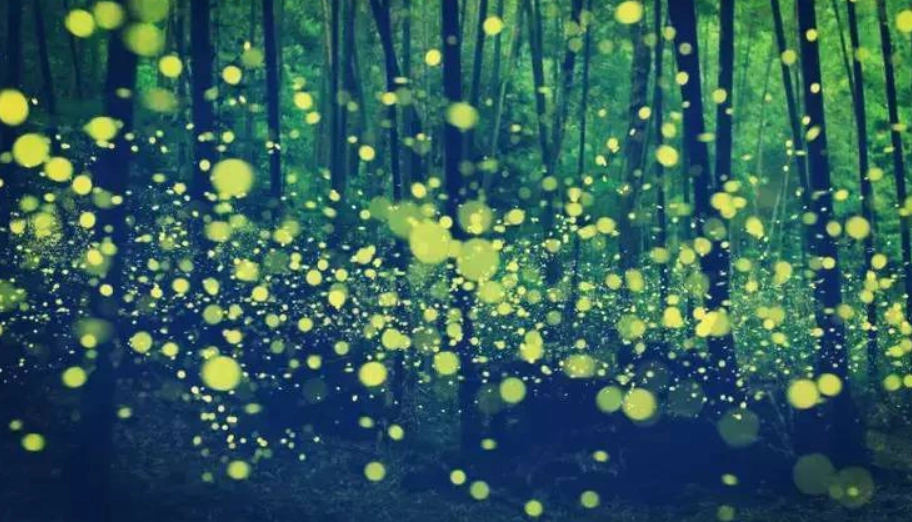 賞螢注意事項 賞螢注意事項