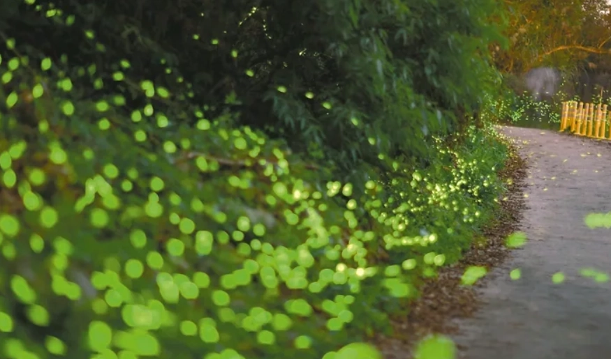 那瑪夏交通 那瑪夏交通