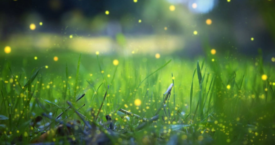 賞螢注意事項 賞螢注意事項