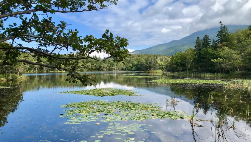 夏天北海道自駕 夏天北海道自駕
