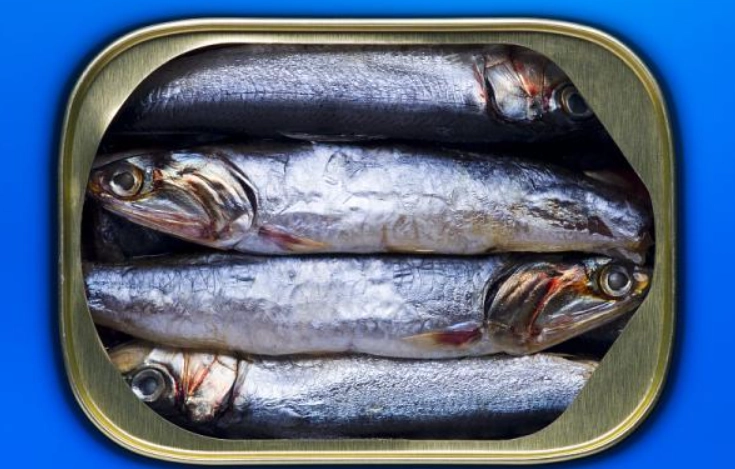 沙丁魚罐頭健康 沙丁魚罐頭健康