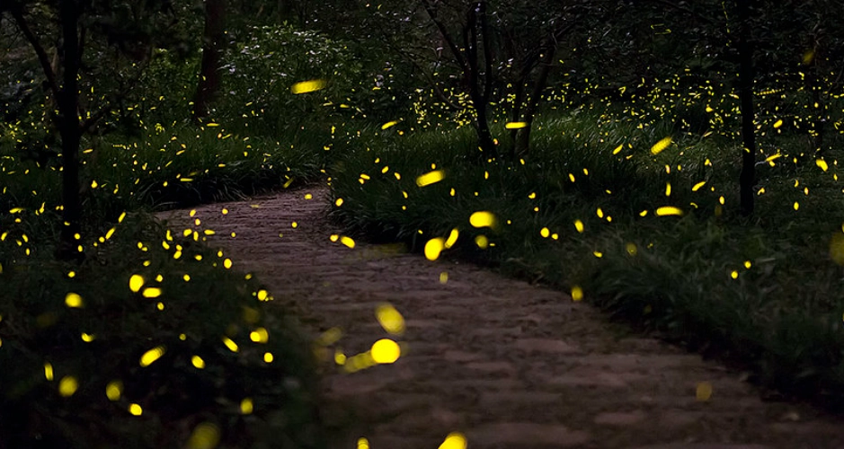 螢火蟲季節 螢火蟲季節