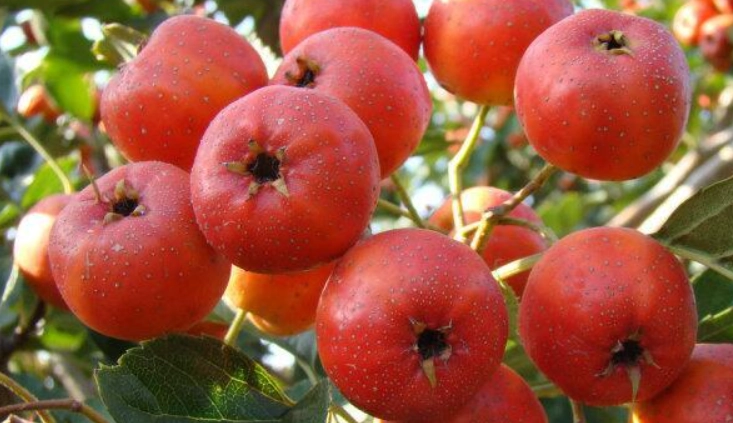 兒童健脾湯水 兒童健脾湯水