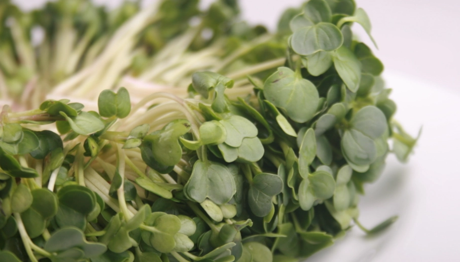 蘿蔔苗營養 蘿蔔苗營養