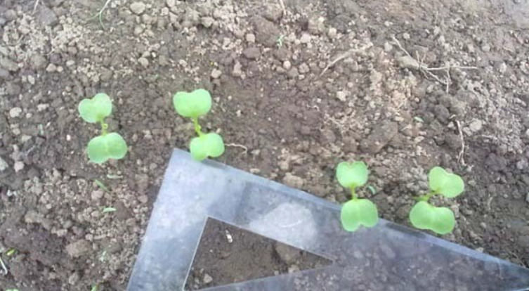 蘿蔔苗營養 蘿蔔苗營養