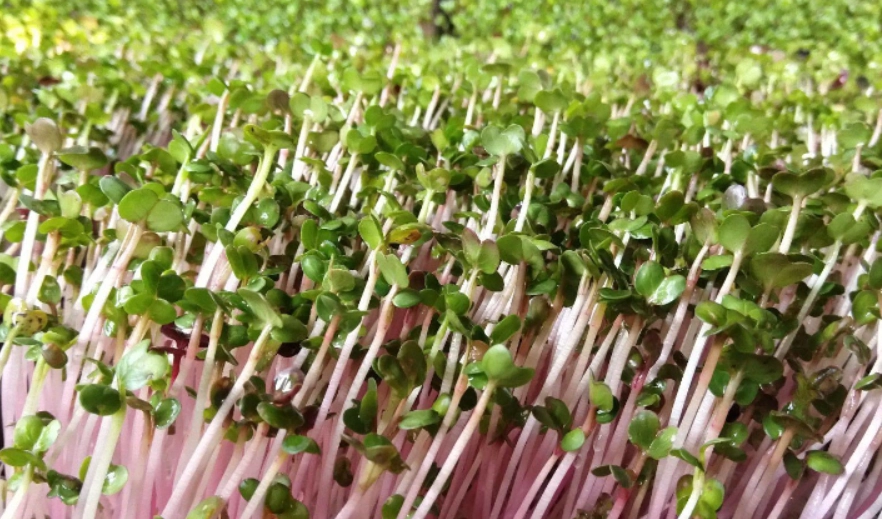 蘿蔔苗怎麼吃 蘿蔔苗怎麼吃