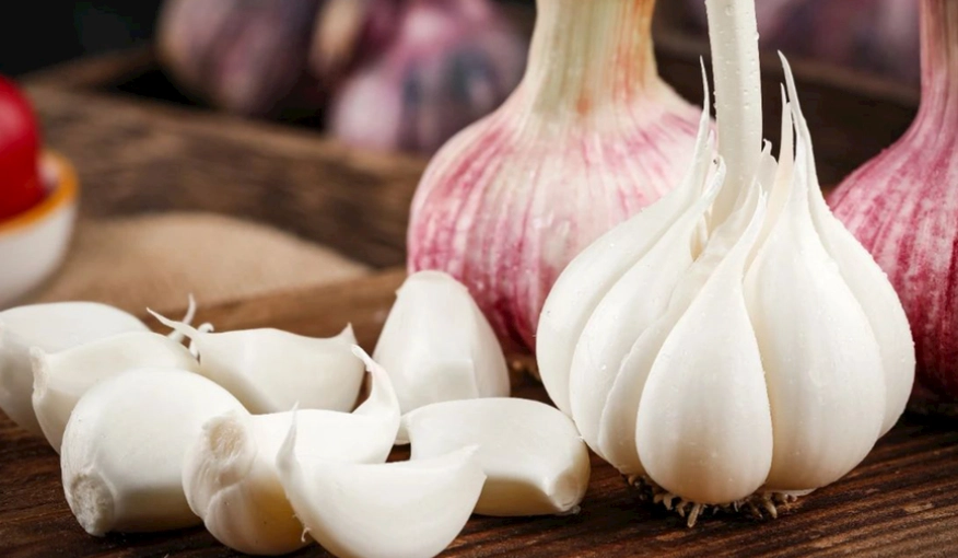 蒜頭不發芽 蒜頭不發芽