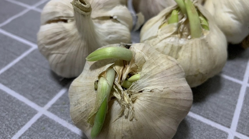 蒜頭保存方法