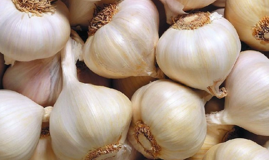 蒜頭發霉 蒜頭發霉