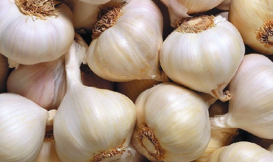 蒜頭髮芽可以吃嗎