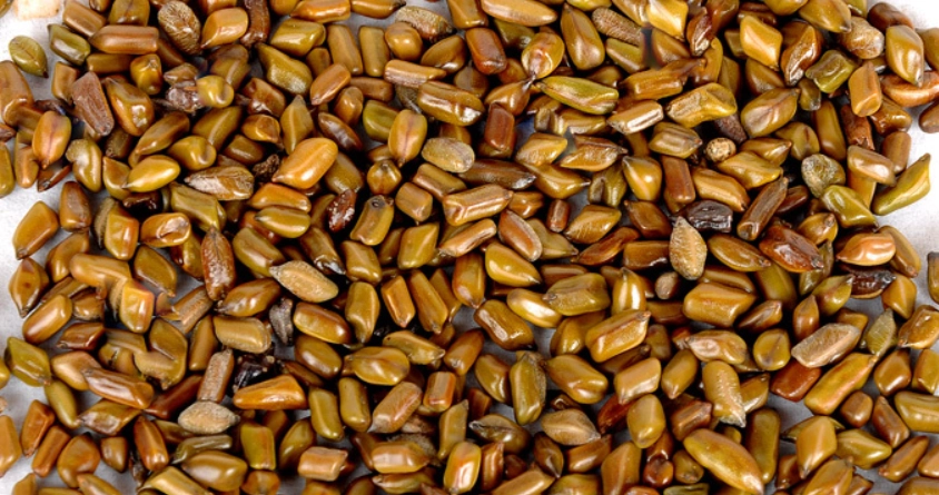 決明子脂肪肝功效