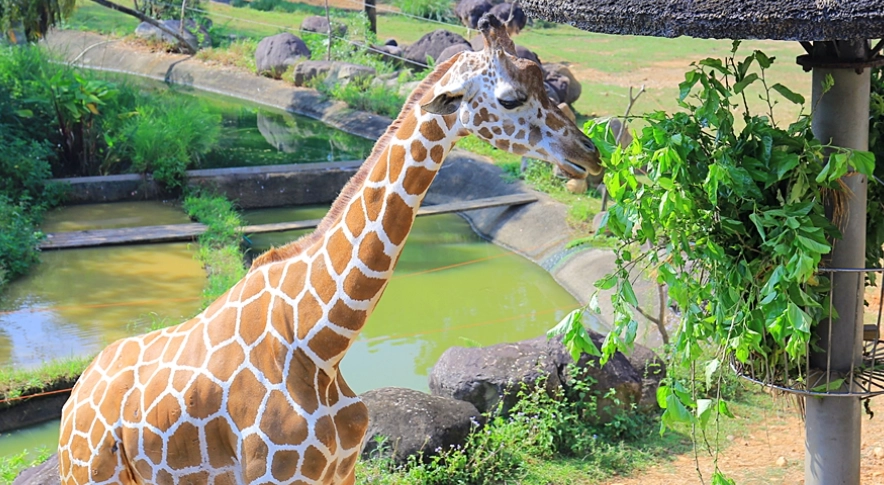 長頸鹿主題房 長頸鹿主題房