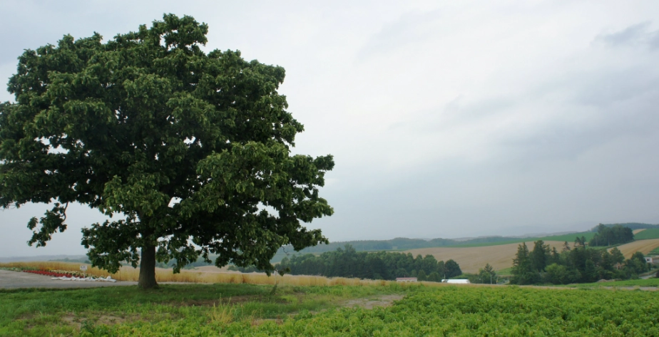北海道JR Pass 北海道JR Pass