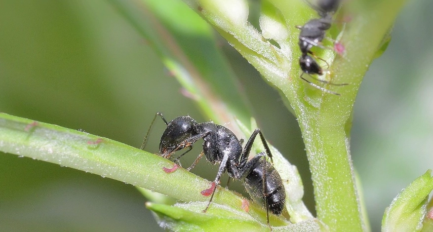黑螞蟻天敵 黑螞蟻天敵