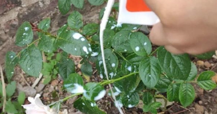 植物肥料DIY 植物肥料DIY