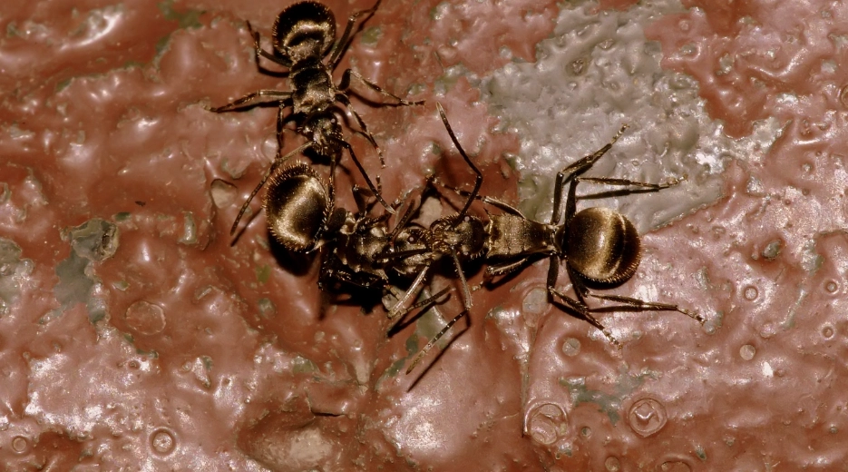 颱風後螞蟻防治 颱風後螞蟻防治