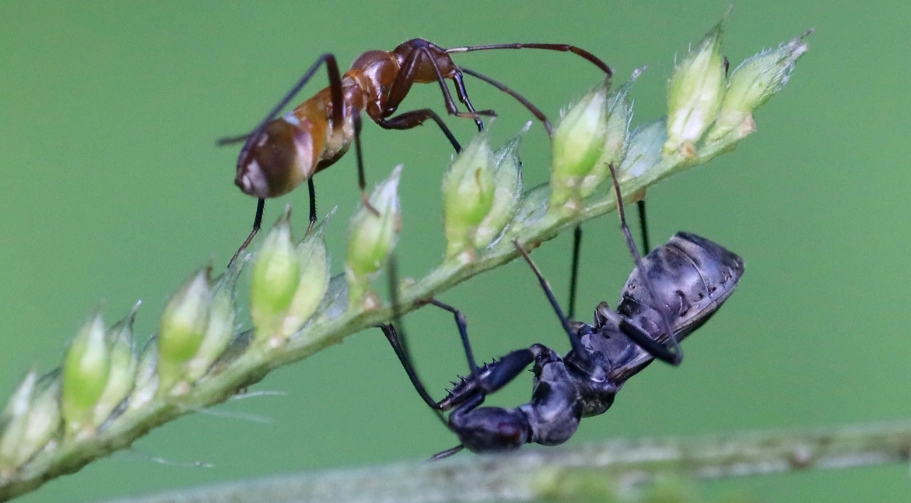 汽車清潔 汽車清潔