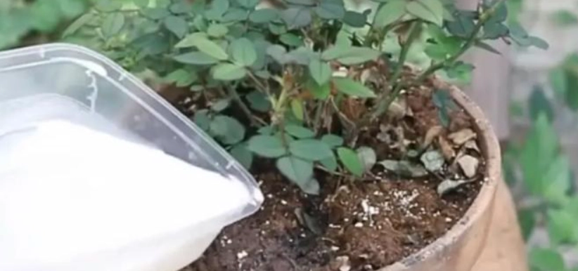 牛奶澆花比例 牛奶澆花比例