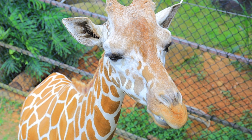 關西六福莊生態度假旅館 關西六福莊生態度假旅館