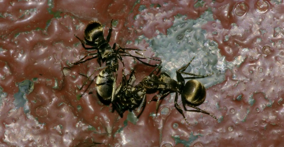 辦公室螞蟻原因 辦公室螞蟻原因