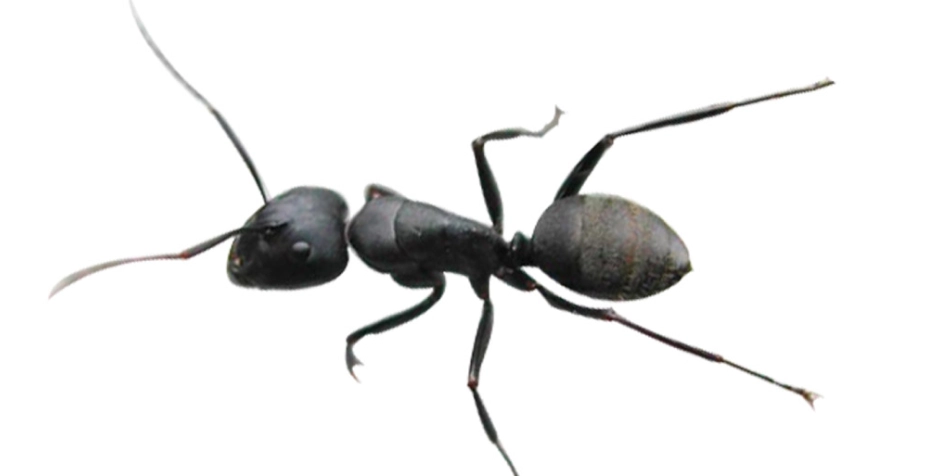 消滅辦公室螞蟻 消滅辦公室螞蟻