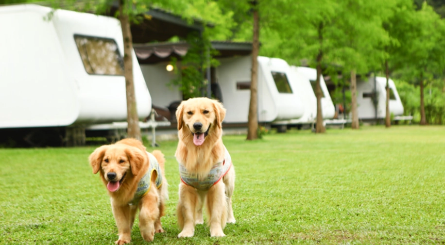 寵物露營車出租