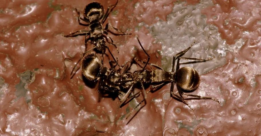 螞蟻生態角色 螞蟻生態角色