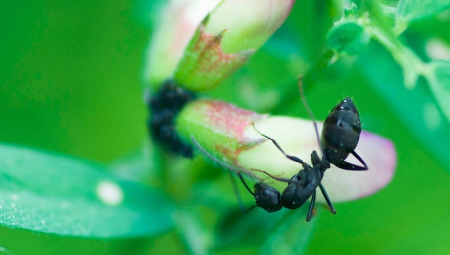 螞蟻團隊合作 螞蟻團隊合作