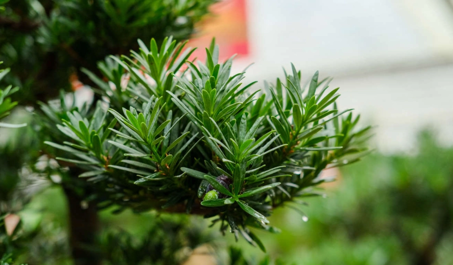 盆景 出根 方法 盆景 出根 方法