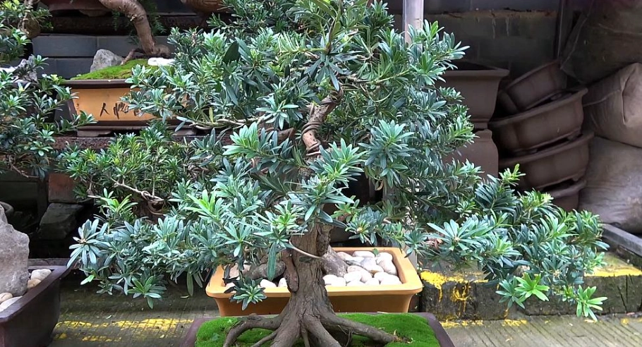 羅漢松 根部 造型 羅漢松 根部 造型