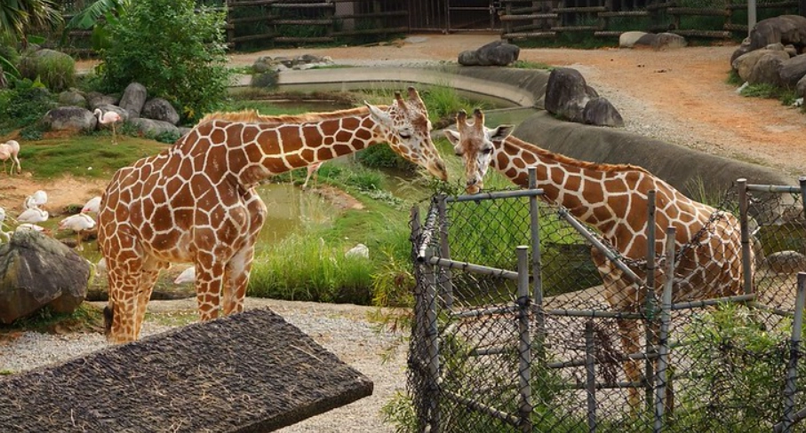 關西六福莊生態度假旅館 關西六福莊生態度假旅館
