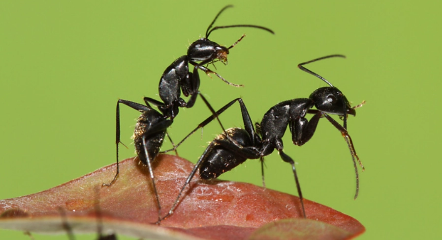黑螞蟻天敵 黑螞蟻天敵