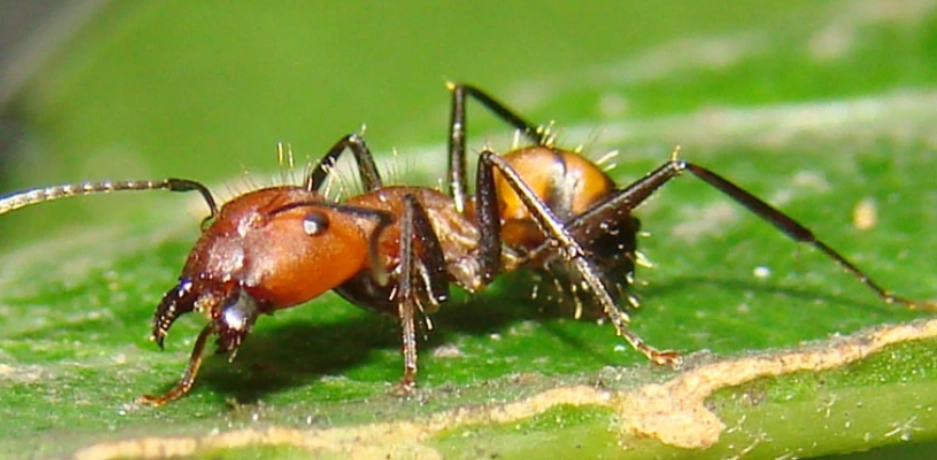 螞蟻防治方法 螞蟻防治方法