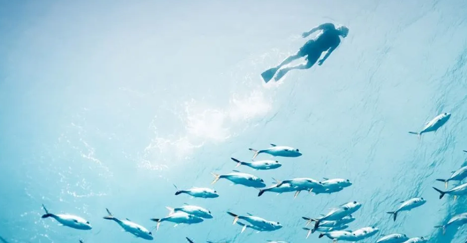 馬爾地夫潛水費用 馬爾地夫潛水費用