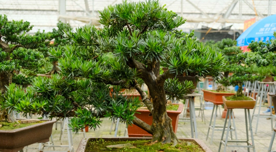 羅漢松 出根 技巧 羅漢松 出根 技巧