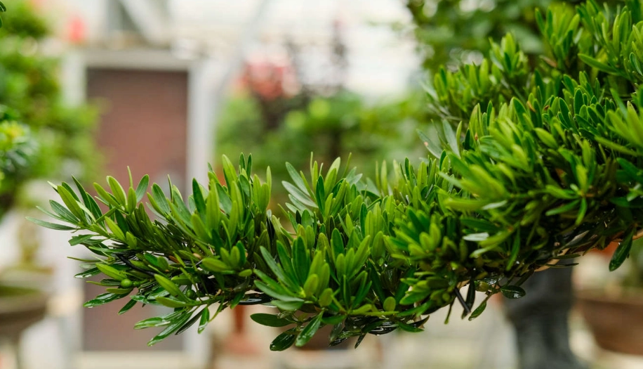 羅漢松 出根 技巧 羅漢松 出根 技巧