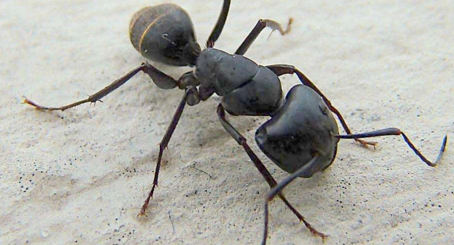 螞蟻自然天敵 螞蟻自然天敵