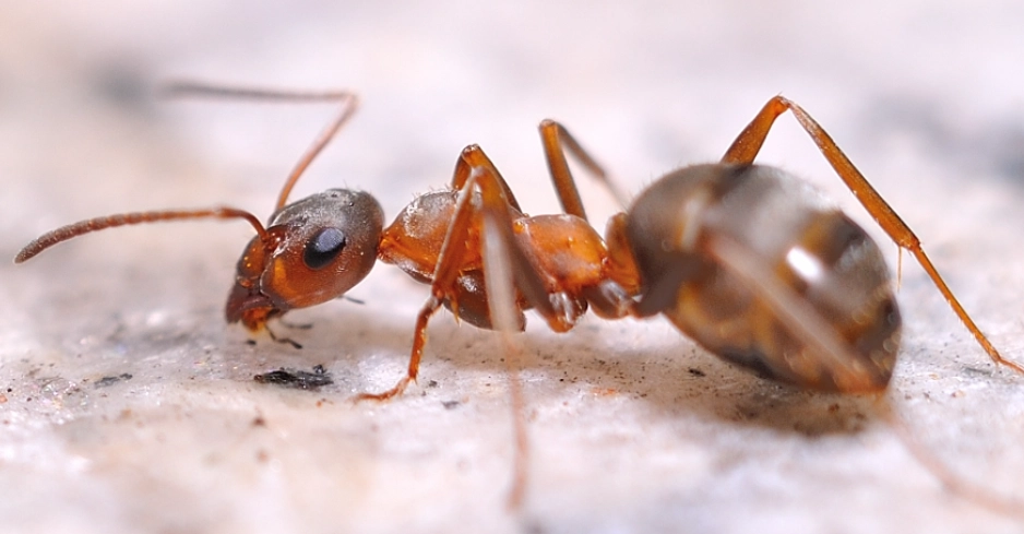 車內害蟲防治 車內害蟲防治