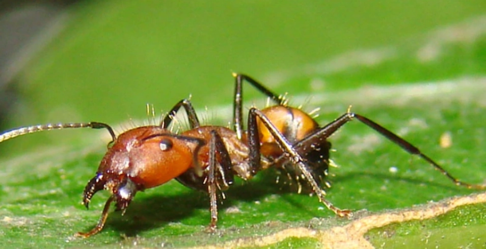 螞蟻優點 螞蟻優點