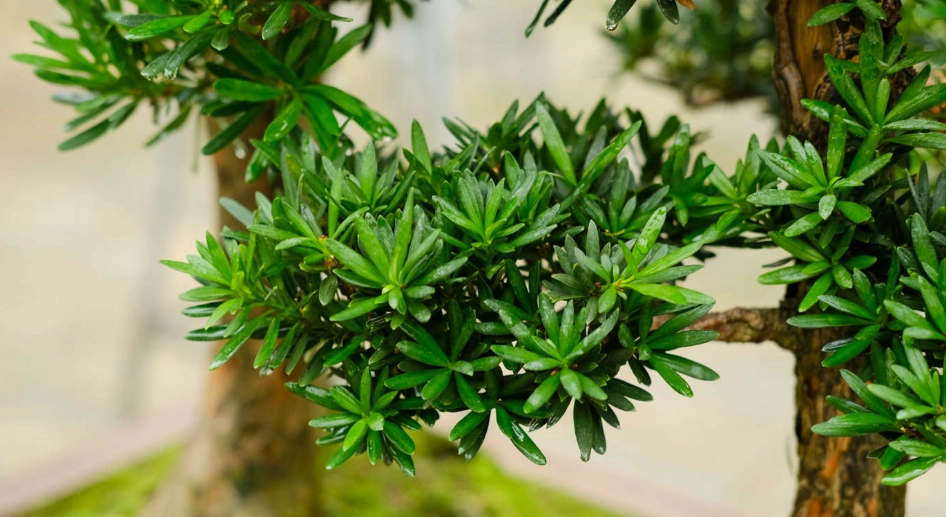 羅漢松 根部 造型 羅漢松 根部 造型