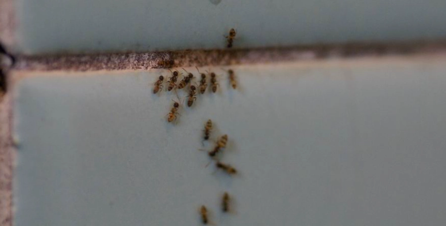 車漆保護 車漆保護